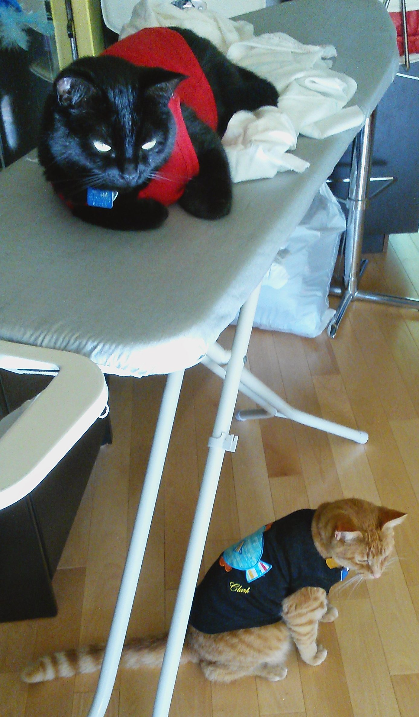 Ironing Cats